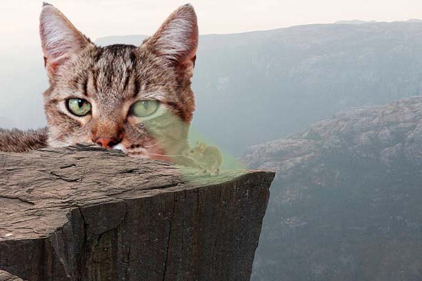 le gato